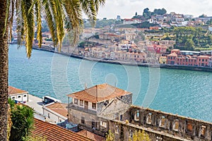 Douro river, palm tree and Porto Oporto town