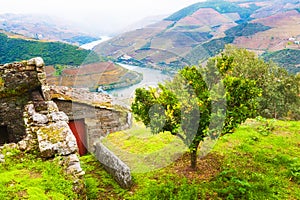 Douro river valley in Portugal. Orange tree on the hill. Douro river in foggy morning