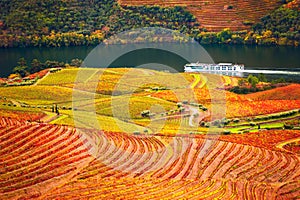 Douro river valley with vineyards in Portugal