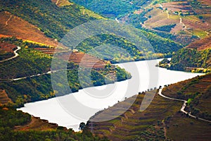 Douro river valley with vineyards in Portugal