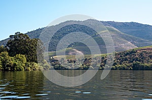 Douro River Vineyards