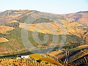 Douro river vineyards landscape Portugal photo