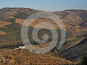 Douro river vineyards landscape Portugal photo