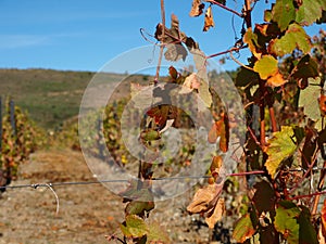 Porto wine region vineyards landscape photo