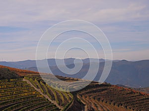 Porto wine region vineyards landscape photo