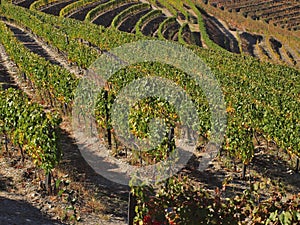 Douro river vineyards port wine Portugal photo