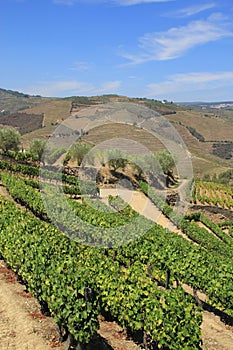 Douro Valley - Portugal