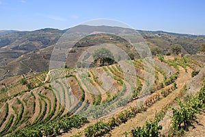 Douro Valley - Portugal