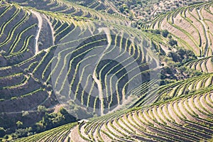 Douro Valley, Portugal. Top view of river, and the vineyards are on a hills. Summer day in terraced vineyards. Concept for travel