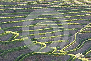 Douro Valley, Portugal. Top view of river, and the vineyards are on a hills. Summer day in terraced vineyards. Concept for travel