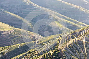 Douro Valley, Portugal. Top view of river, and the vineyards are on a hills. Summer day in terraced vineyards. Concept for travel