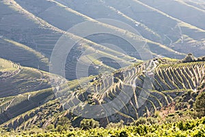 Douro Valley, Portugal. Top view of river, and the vineyards are on a hills. Summer day in terraced vineyards. Concept for travel