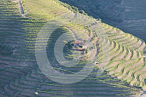 Douro Valley, Portugal. Top view of river, and the vineyards are on a hills. Summer day in terraced vineyards. Concept for travel