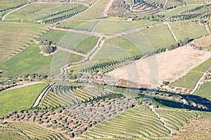 Douro Valley, Portugal. Top view of river, and the vineyards are on a hills. Summer day in terraced vineyards. Concept for travel