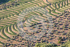 Douro Valley, Portugal. Top view of river, and the vineyards are on a hills. Summer day in terraced vineyards. Concept for travel