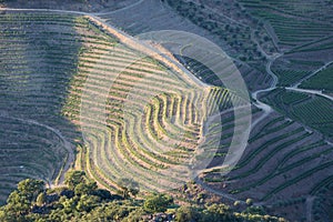 Douro Valley, Portugal. Top view of river, and the vineyards are on a hills. Summer day in terraced vineyards. Concept for travel