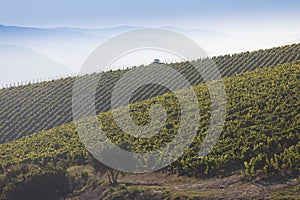 Douro Valley, Portugal. Top view of river, and the vineyards are on a hills. Summer day in terraced vineyards. Concept for travel