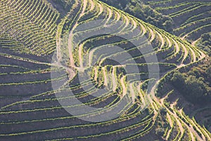 Douro Valley, Portugal. Top view of river, and the vineyards are on a hills. Summer day in terraced vineyards. Concept for travel