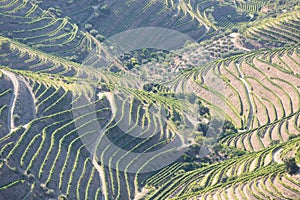 Douro Valley, Portugal. Top view of river, and the vineyards are on a hills. Summer day in terraced vineyards. Concept for travel