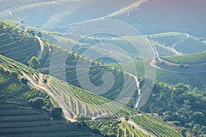 Douro Valley, Portugal. Top view of river, and the vineyards are on a hills. Summer day in terraced vineyards. Concept for travel