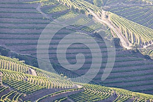 Douro Valley, Portugal. Top view of river, and the vineyards are on a hills. Summer day in terraced vineyards. Concept for travel