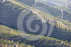 Douro Valley, Portugal. Top view of river, and the vineyards are on a hills. Summer day in terraced vineyards. Concept for travel