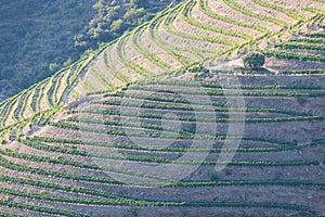 Douro Valley, Portugal. Top view of river, and the vineyards are on a hills. Summer day in terraced vineyards. Concept for travel