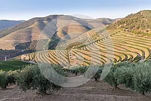 Douro Valley, Portugal. Top view of river, and the vineyards are on a hills. Summer day in terraced vineyards. Concept for travel