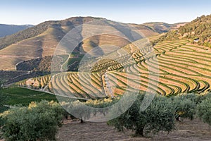 Douro Valley, Portugal. Top view of river, and the vineyards are on a hills. Summer day in terraced vineyards. Concept for travel
