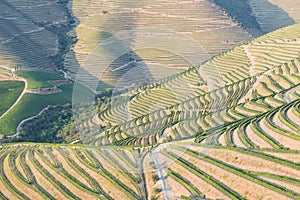 Douro Valley, Portugal. Top view of river, and the vineyards are on a hills. Summer day in terraced vineyards. Concept for travel