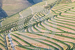 Douro Valley, Portugal. Top view of river, and the vineyards are on a hills. Summer day in terraced vineyards. Concept for travel