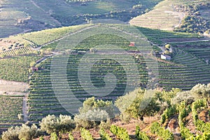 Douro Valley, Portugal. Top view of river, and the vineyards are on a hills. Summer day in terraced vineyards. Concept for travel