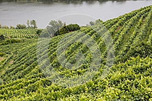 Douro Valley, Régua