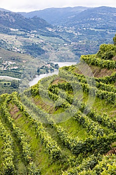 Douro Valley, Régua