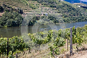 Douro Valley, Régua