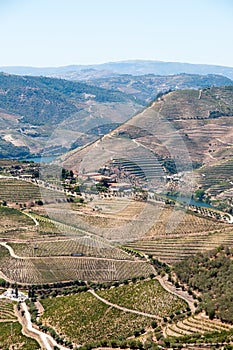 Douro Valley Vineyards