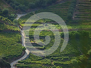 Douro Valley vineyards aerial view. photo