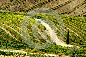 Douro Valley, vineyards and landscape near Regua