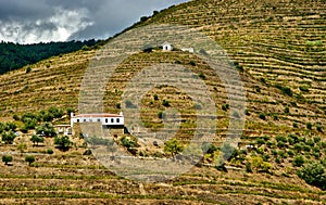 Douro Valley, vineyards and landscape near Regua