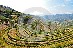 Douro Valley: Vineyards near Duero river around Pinhao, Portugal