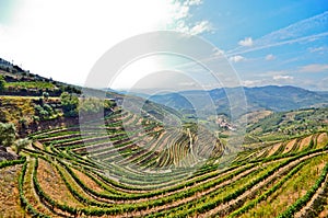 Douro Valley: Vineyards near Duero river around Pinhao, Portugal photo