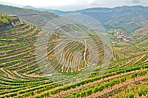 Douro Valley: Vineyards near Duero river and Pinhao, Portugal photo