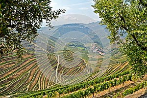 Douro Valley: Vineyards near Duero river and Pinhao, Portugal photo
