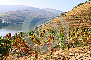 Douro valley photo
