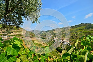 Douro Valley: Vineyards and small village near Peso da Regua, Portugal