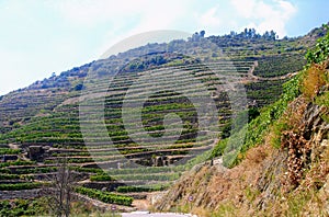 Douro Valley Vineyards, in Vila Nova de Foz Coa photo