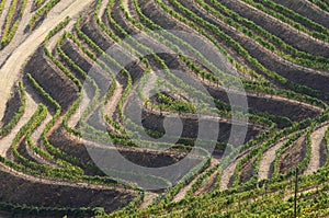 Douro vines