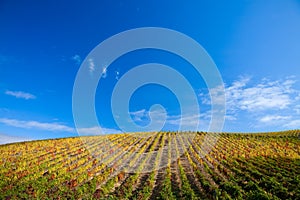 Douro Vineyards