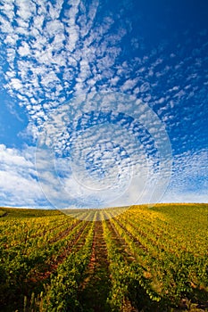 Douro Vineyards