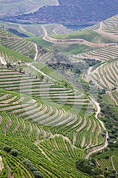 Vigneti porta vino, 